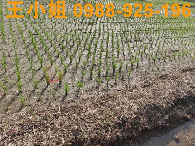 桃園農地-0