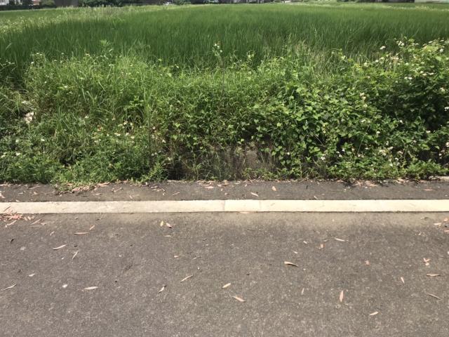 新屋農地-2