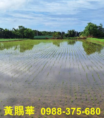 楊梅農地-3