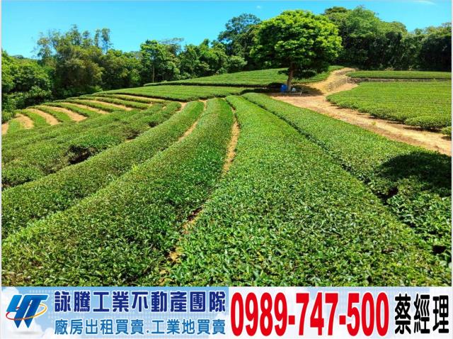 桃園觀音農地-0