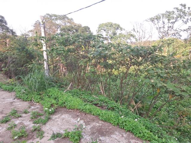 大溪農地-2