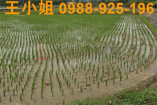 桃園農地-0